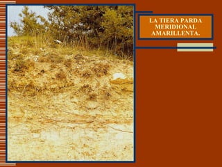 LA TIERA PARDA MERIDIONAL AMARILLENTA. 