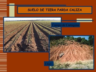 SUELO DE TIERA PARDA CALIZA Campo de Cartagena Utiel 