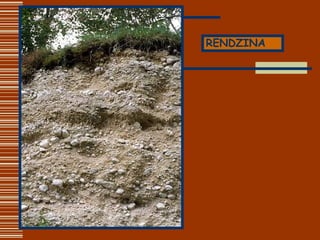 RENDZINA 