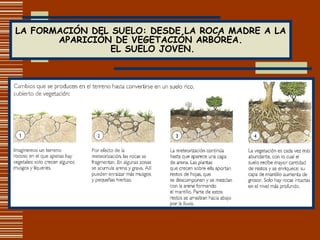 LA FORMACIÓN DEL SUELO: DESDE LA ROCA MADRE A LA APARICIÓN DE VEGETACIÓN ARBÓREA.  EL SUELO JOVEN. 