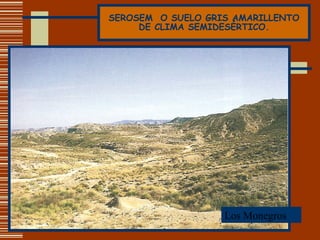 SEROSEM  O SUELO GRIS AMARILLENTO DE CLIMA SEMIDESÉRTICO. Los Monegros 