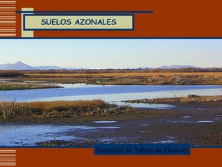 SUELOS AZONALES Humedal de Tablas de Daimiel 