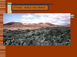 LITOSOL. SUELO VOLCÁNICO 