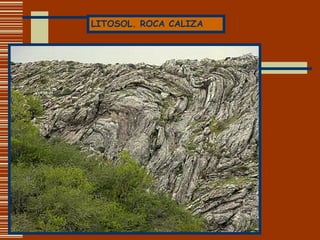 LITOSOL. ROCA CALIZA 