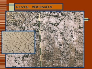ALUVIAL. VERTISUELO 