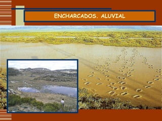 ENCHARCADOS. ALUVIAL 