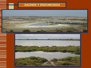 SALINOS Y ENCHARCADOS 