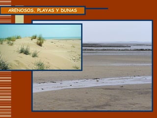 ARENOSOS. PLAYAS Y DUNAS 
