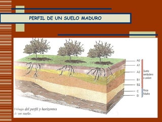 PERFIL DE UN SUELO MADURO 