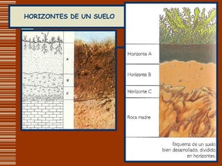 HORIZONTES DE UN SUELO 