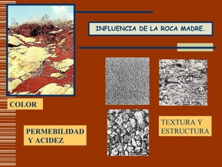 INFLUENCIA DE LA ROCA MADRE. COLOR TEXTURA Y ESTRUCTURA PERMEBILIDAD Y ACIDEZ 