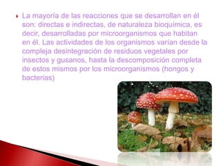  La mayoría de las reacciones que se desarrollan en él
son: directas e indirectas, de naturaleza bioquímica, es
decir, desarrolladas por microorganismos que habitan
en él. Las actividades de los organismos varían desde la
compleja desintegración de residuos vegetales por
insectos y gusanos, hasta la descomposición completa
de estos mismos por los microorganismos (hongos y
bacterias)
 