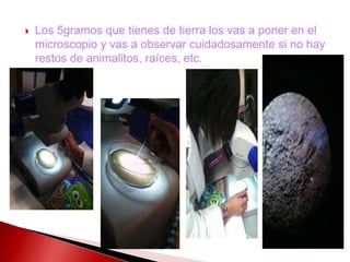  Los 5gramos que tienes de tierra los vas a poner en el
microscopio y vas a observar cuidadosamente si no hay
restos de animalitos, raíces, etc.
 