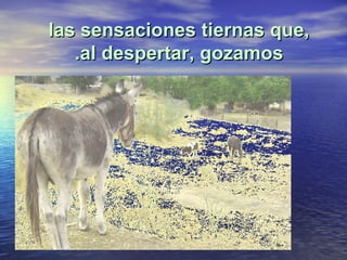 las sensaciones tiernas que, al despertar, gozamos. 