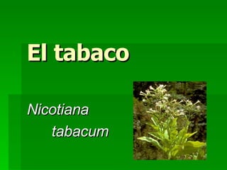 El tabaco Nicotiana  tabacum 