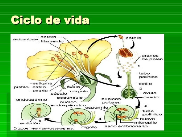 el ciclo de vida del girasol el ciclo de vida del girasol