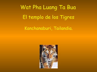 Wat Pha Luang Ta Bua   El templo de los Tigres Kanchanaburi, Tailandia. 