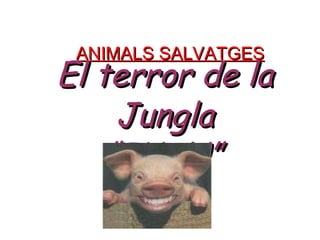 ANIMALS SALVATGES El terror de la Jungla “ IVAN” 
