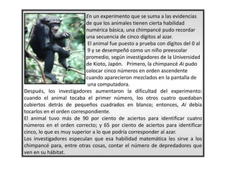 En un experimento que se suma a las evidencias
de que los animales tienen cierta habilidad
numérica básica, una chimpancé pudo recordar
una secuencia de cinco dígitos al azar.
El animal fue puesto a prueba con dígitos del 0 al
9 y se desempeñó como un niño preescolar
promedio, según investigadores de la Universidad
de Kioto, Japón. Primero, la chimpancé Ai pudo
colocar cinco números en orden ascendente
cuando aparecieron mezclados en la pantalla de
una computadora.
Después, los investigadores aumentaron la dificultad del experimento:
cuando el animal tocaba el primer número, los otros cuatro quedaban
cubiertos detrás de pequeños cuadrados en blanco; entonces, Ai debía
tocarlos en el orden correspondiente.
El animal tuvo más de 90 por ciento de aciertos para identificar cuatro
números en el orden correcto; y 65 por ciento de aciertos para identificar
cinco, lo que es muy superior a lo que podría corresponder al azar.
Los investigadores especulan que esa habilidad matemática les sirve a los
chimpancé para, entre otras cosas, contar el número de depredadores que
ven en su hábitat.
 
