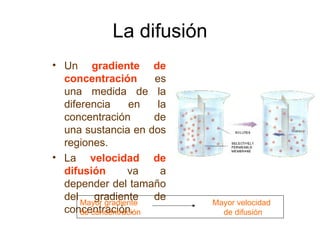 La difusión Un  gradiente de concentración  es una medida de la diferencia en la concentración de una sustancia en dos regiones. La  velocidad de difusión  va a depender del tamaño del gradiente de concentración. Mayor gradiente     Mayor velocidad de concentración     de difusión 