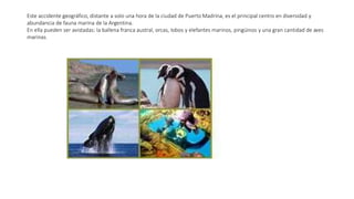 Este accidente geográfico, distante a solo una hora de la ciudad de Puerto Madrina, es el principal centro en diversidad y
abundancia de fauna marina de la Argentina.
En ella pueden ser avistadas: la ballena franca austral, orcas, lobos y elefantes marinos, pingüinos y una gran cantidad de aves
marinas.
 