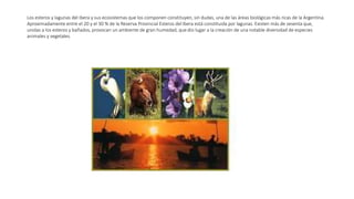 Los esteros y lagunas del Ibera y sus ecosistemas que los componen constituyen, sin dudas, una de las áreas biológicas más ricas de la Argentina.
Aproximadamente entre el 20 y el 30 % de la Reserva Provincial Esteros del Ibera está constituida por lagunas. Existen más de sesenta que,
unidas a los esteros y bañados, provocan un ambiente de gran humedad, que dio lugar a la creación de una notable diversidad de especies
animales y vegetales.
 