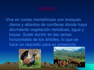 Hábitat Vive en zonas montañosas con bosques claros y abiertos de coníferas donde haya abundante vegetación herbácea, agua y bayas. Suele dormir en las ramas horizontales de los árboles, lo que se hace un requisito para su presencia. 
