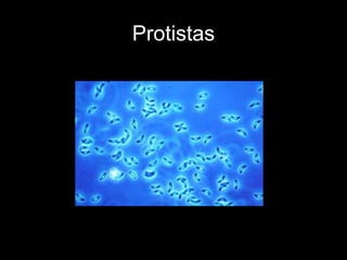 Protistas 
