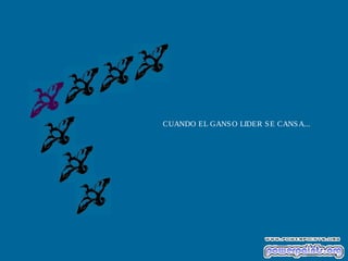 CUANDO EL GANSO LIDER SE CANSA...
 