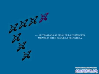 ... SE TRASLADA AL FINAL DE LA FORMACIÓN.
MIENTRAS OTRO ASUME LA DELANTERA.
 