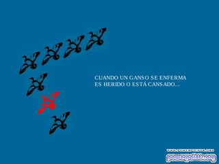 CUANDO UN GANSO SE ENFERMA
ES HERIDO O ESTÁ CANSADO...
 