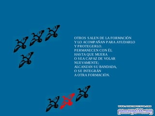 OTROS SALEN DE LA FORMACIÓN
Y LO ACOMPAÑAN PARA AYUDARLO
Y PROTEGERLO.
PERMANECEN CON ÉL
HASTA QUE MUERA
O SEA CAPAZ DE VOLAR
NUEVAMENTE;
ALCANZAN SU BANDADA,
O SE INTEGRÁN
A OTRA FORMACIÓN.
 
