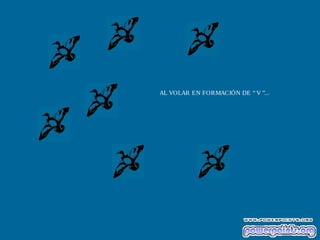 AL VOLAR EN FORMACIÓN DE “ V ”...
 