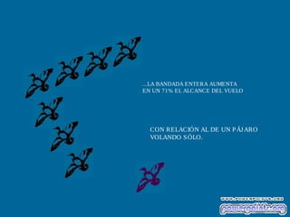 ...LA BANDADA ENTERA AUMENTA
EN UN 71% EL ALCANCE DEL VUELO
CON RELACIÓN AL DE UN PÁJARO
VOLANDO SÓLO.
 