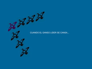 CUANDO EL GANSO LIDER SE CANSA...
