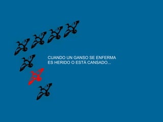 CUANDO UN GANSO SE ENFERMAES HERIDO O ESTÁ CANSADO...