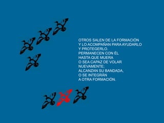 OTROS SALEN DE LA FORMACIÓNY LO ACOMPAÑAN PARA AYUDARLOY PROTEGERLO.PERMANECEN CON ÉL HASTA QUE MUERAO SEA CAPAZ DE VOLAR NUEVAMENTE;ALCANZAN SU BANDADA, O SE INTEGRÁNA OTRA FORMACIÓN.