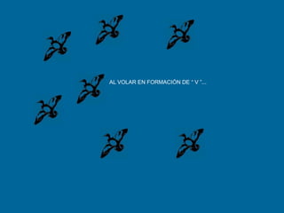 AL VOLAR EN FORMACIÓN DE “ V ”...