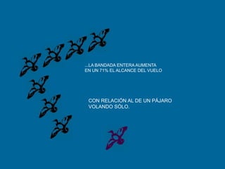 ...LA BANDADA ENTERA AUMENTAEN UN 71% EL ALCANCE DEL VUELOCON RELACIÓN AL DE UN PÁJAROVOLANDO SÓLO.