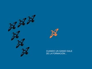 CUANDO UN GANSO SALE DE LA FORMACIÓN...