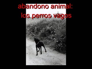 abandono animal:  los perros vagos 