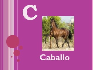 C
    Caballo
 