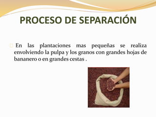PROCESO DE SEPARACIÓN 
En las plantaciones mas pequeñas se realiza 
envolviendo la pulpa y los granos con grandes hojas de 
bananero o en grandes cestas . 
 