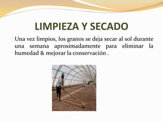 LIMPIEZA Y SECADO 
Una vez limpios, los granos se deja secar al sol durante 
una semana aproximadamente para eliminar la 
humedad & mejorar la conservación . 
 