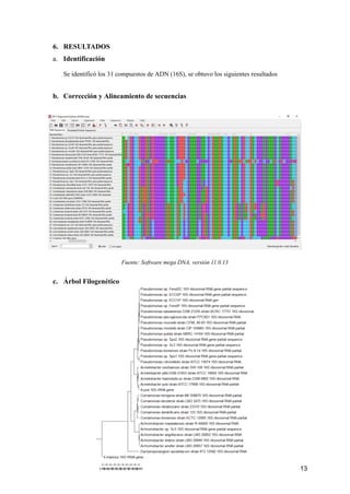 Mega Dna Program ELABORACIÓN DE DENDROGRAMAS A PARTIR DE ARTÍCULOS CIENTÍFICOS ...