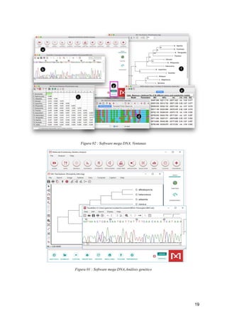 Mega Dna Program ELABORACIÓN DE DENDROGRAMAS A PARTIR DE ARTÍCULOS CIENTÍFICOS ...
