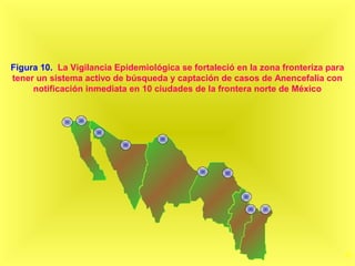 40
Figura 10. La Vigilancia Epidemiológica se fortaleció en la zona fronteriza para
tener un sistema activo de búsqueda y captación de casos de Anencefalia con
notificación inmediata en 10 ciudades de la frontera norte de México
 