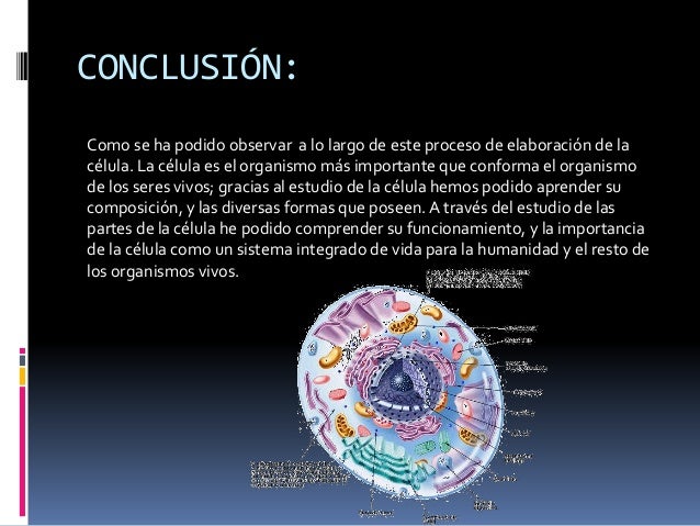 ELABORACIÓN DE LA CÉLULA EUCARIOTA