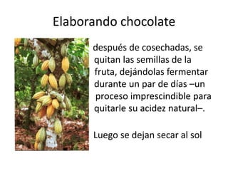 Elaborando chocolate Inmediatamente después de cosechadas, se q quitan las semillas de la r fruta, dejándolas fermentar d durante un par de días –un pr proceso imprescindible para q quitarle su acidez natural–. Lu Luego se dejan secar al sol