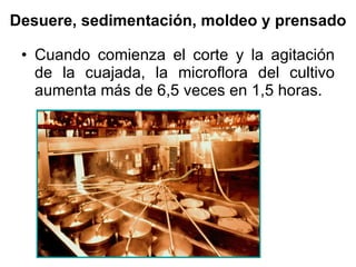 Desuere, sedimentación, moldeo y prensado Cuando comienza el corte y la agitación de la cuajada, la microflora del cultivo aumenta más de 6,5 veces en 1,5 horas. 